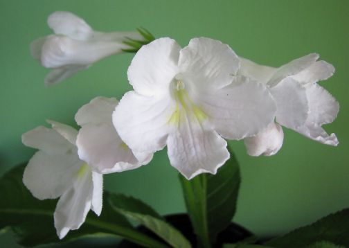 Streptocarpus "snezhnaya koroleva"