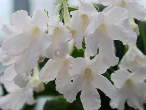 Streptocarpus "wendy"