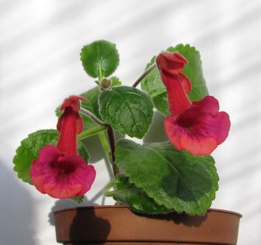 Sinningia "gabriel´s horn" - mini gloxinie