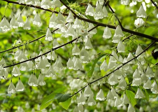 Halesia carolina