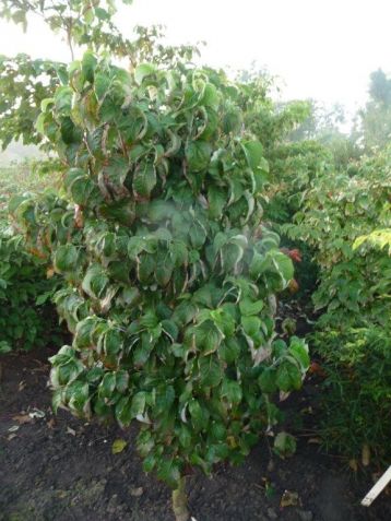 Cornus florida "fastigiata"