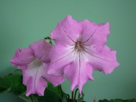 Streptocarpus "ohama"