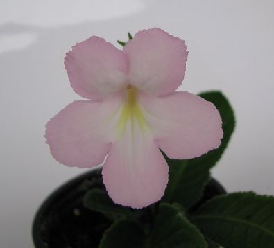 Streptocarpus "nia"