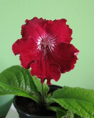 Streptocarpus "barwa india"