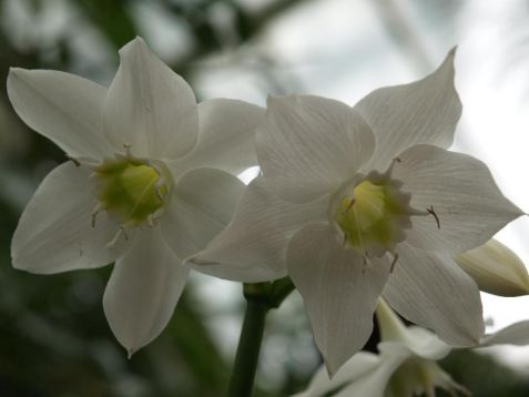 Eucharis grandiflora - líbenka