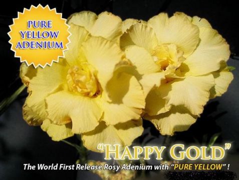 Adenium obesum "happy gold" - pouštní růže