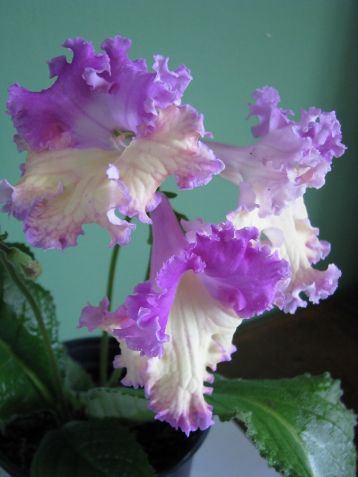 Streptocarpus "mira"