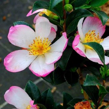 Camellia sasanqua "rainbow"