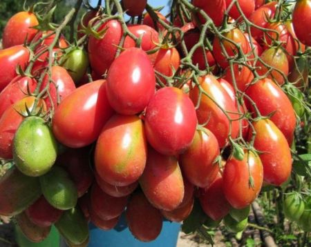 Tomato " chio cho san"