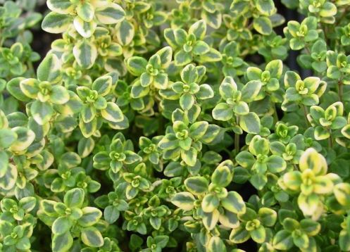 Thymus citriodorus