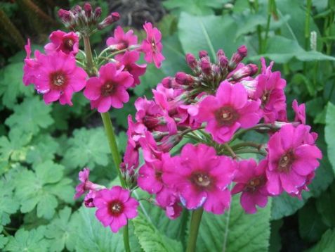 Primula japonica "miller´s crimson"