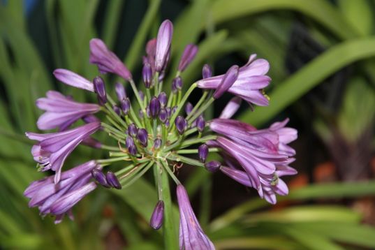 Agapanthus "purple delight"