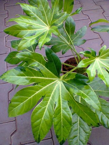 fatsia japonica variegata žlutá