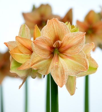 Hippeastrum "exotica" - hvězdník, nesprávně amarylis
