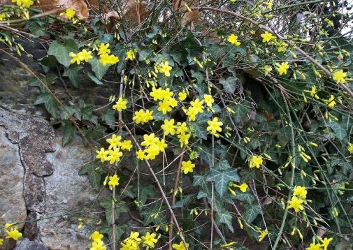 jasminum nudiflorum