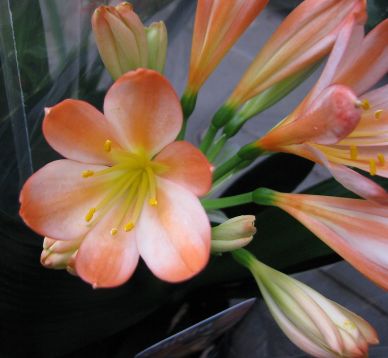 clivia miniata "white lips" oranžová