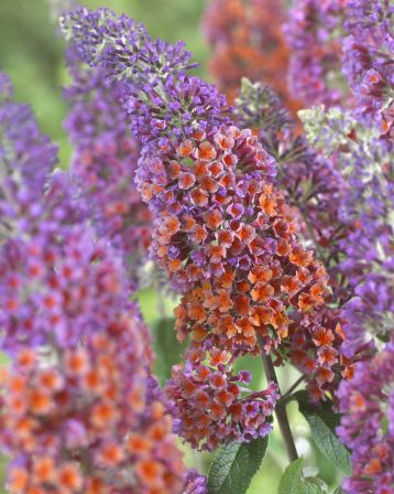 Buddleja davidii "flower power"