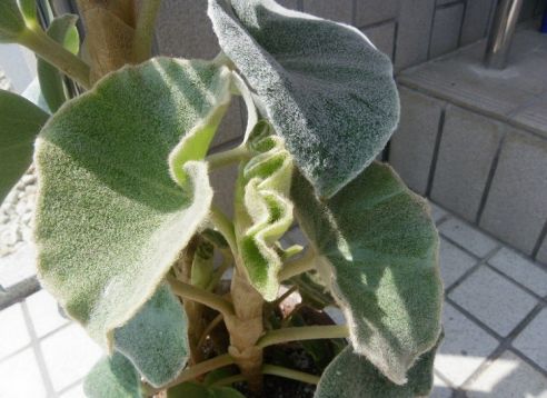 begonia venosa -