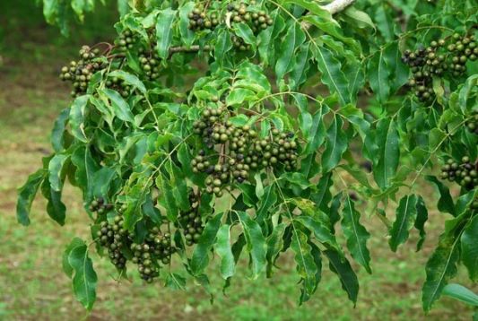 phellodendron amurense - korkovník amurský