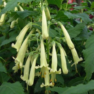 phygelius " yellow sovereign"