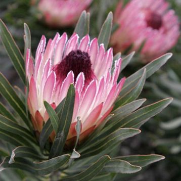 Protea cynaroides "pixie"