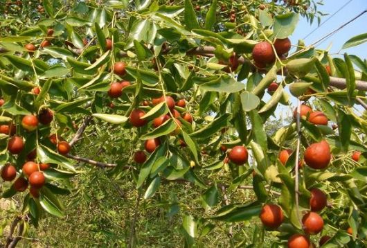 ziziphus jujuba gigantea Gheri selection
