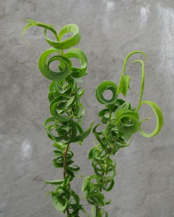 salix babylonica crispa - babylonská vrba