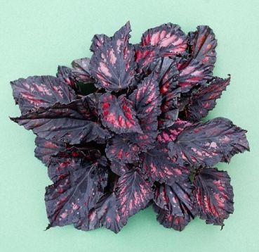 begonia "etna"