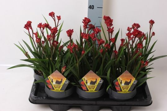 anigozanthus mix