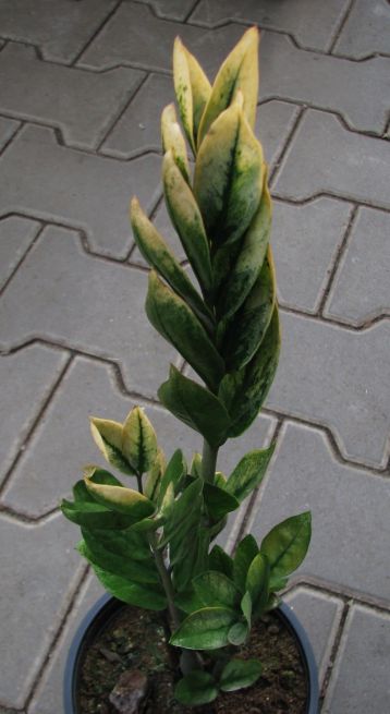 zamioculcas "lucky white "