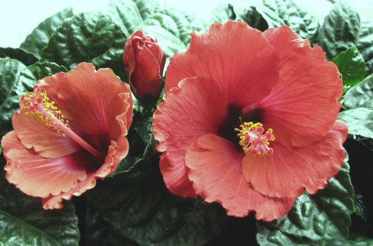 Hibiscus sin. "poseidon"