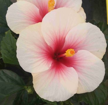 Hibiscus sin. "geisha"