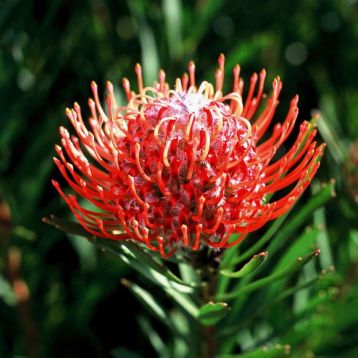 leucospermum " tango"