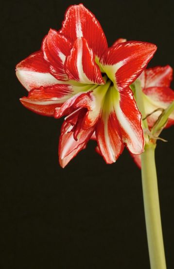 hippeastrum " pasadena" - hvězdník, nesprávně amarylis