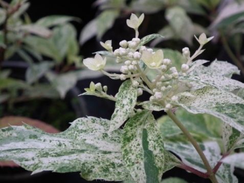 hydrangea paniculata " summer snow" - hortenzie