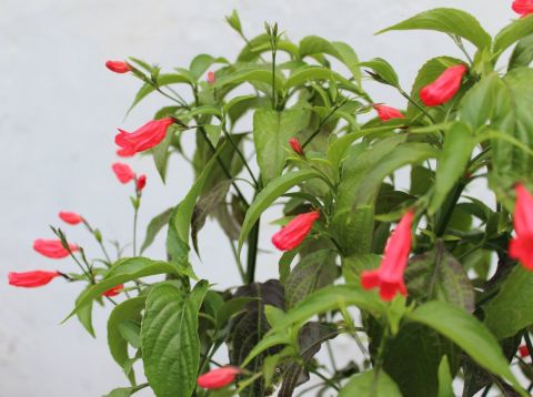 ruellia amoena, graecizans