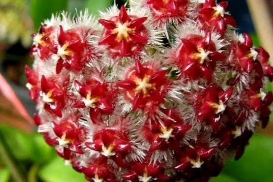 hoya mindorensis "red star"