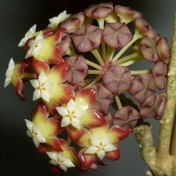 hoya callistophylla