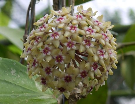 hoya parasitica lao splash