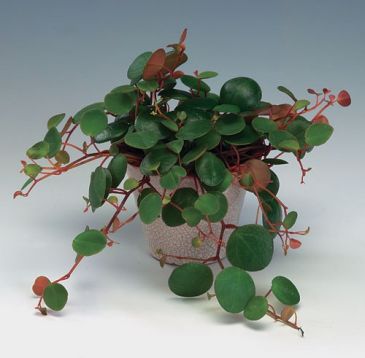 peperomia pepperspot