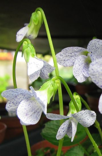 viola sororia "freckles" - violka
