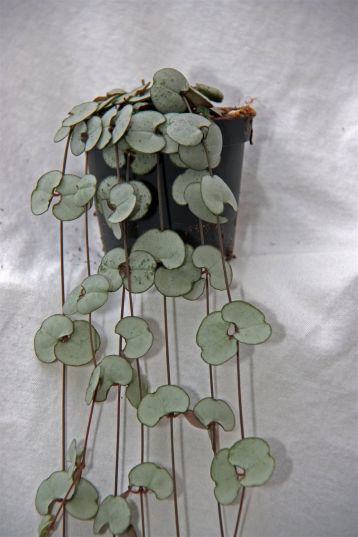 ceropegia "silver glory"