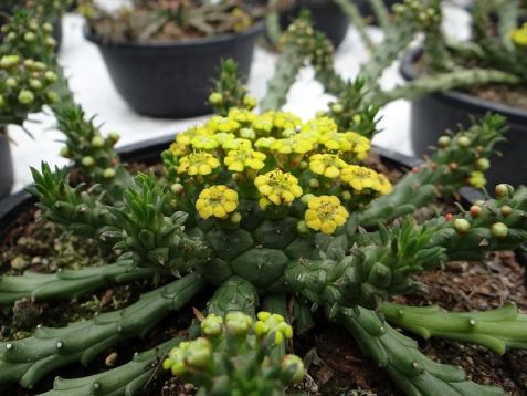 euphorbia flanaganii