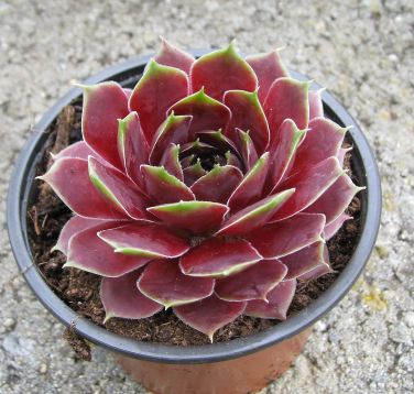 sempervivum "commander hay"