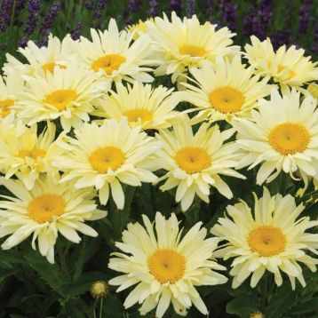leucanthemum maximum "banana cream" - kopretina zahradní
