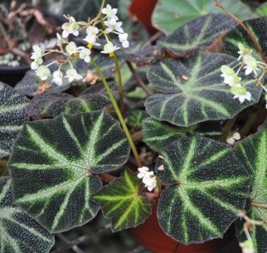 begonia "soli mutata"