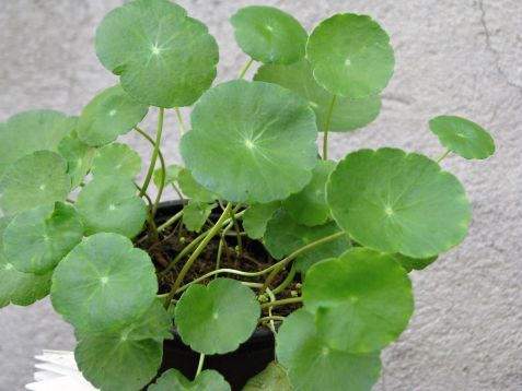 hydrocotyle verticillata - pupečník přeslenitý