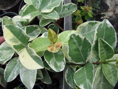 trachelospermum jasminoides variegata
