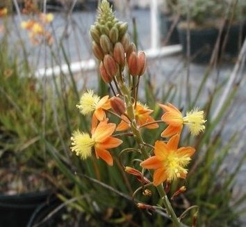 bulbine frutescens "medicus"