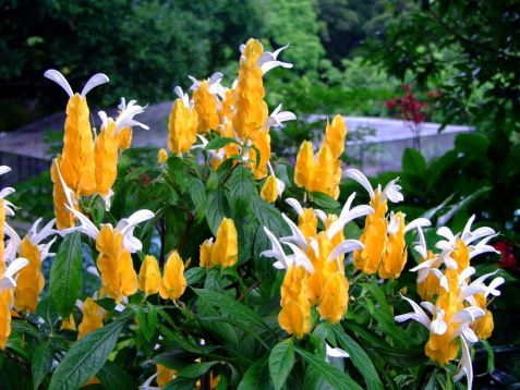 pachystachys lutea